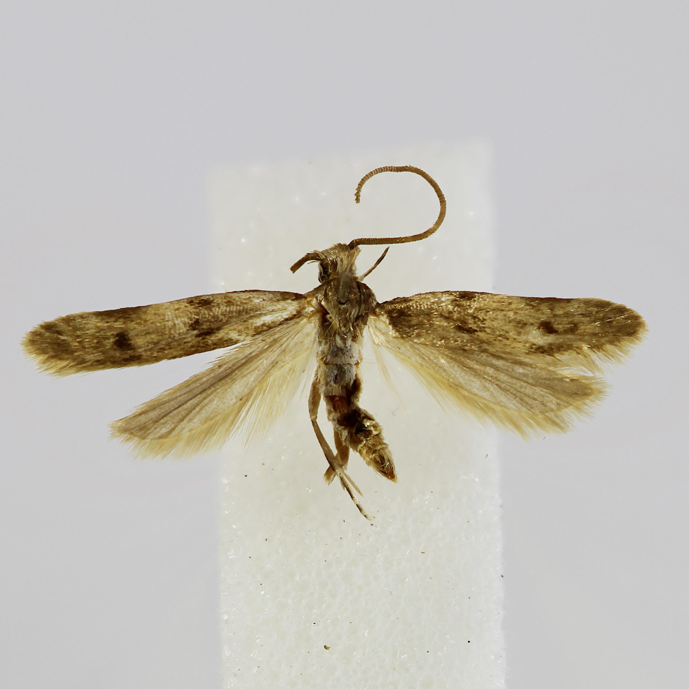 Galagete turritella turritella Landry, 2002 in the Invertebrates Collection (ICCDRS 47087). Photo: ICCDRS Collection.